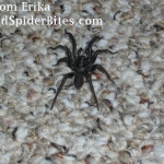 Picture of a Trap Door Spider