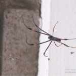 Picture of a black spider with orange legs