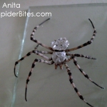 Picture of a silver spider from Iran