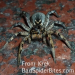 Brown/black spider