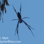 Black spider with skinny legs