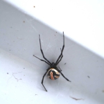 Brown widow