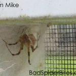 Brown Widow Spider