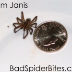 Spider next to quarter