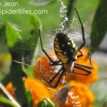 yellow and black garden spider