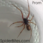 Brown/Red spider with long legs