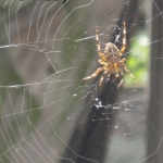 Orb Weaver