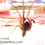 Brown spider