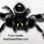 black and white spider