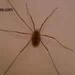 brown spider with long legs