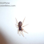 Reddish colored spider