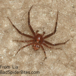 Brownish tan spider