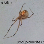 Brown Widow Spider