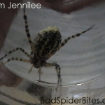 Black and yellow stripped spider