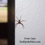 Brown Spider hanging