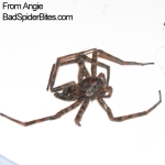 Angie-Brown-Spider