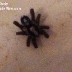 Black Fuzzy Spider