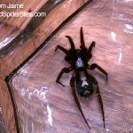 Black-Spider-Silver-Markings