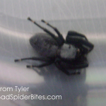 Black and Gray Spider