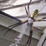 Yellow banded garden spider