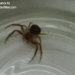 Patrick M. Dark Brown Spider