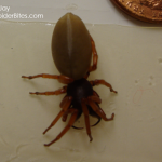 Reddish brown spider