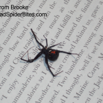 Black Widow Spider