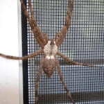 Picture of a brown spider with long legs