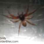 Reddish Brown Spider