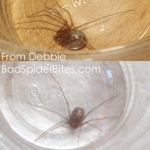 Reddish Brown Spider with Long Legs