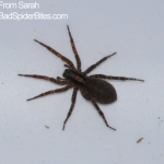 brown/black spider