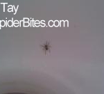 Tay-Black Small Spider