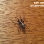 Zach-Black-Spider