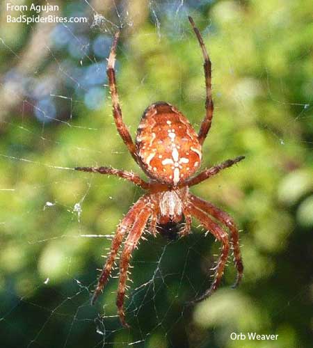 orb weaver