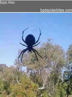 black spider