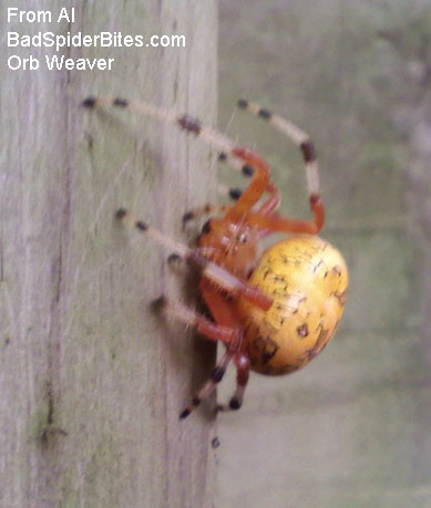 orb weaver