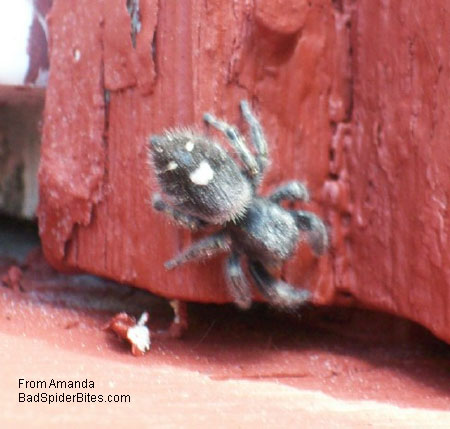 black fuzzy spider