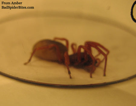 brown/red colored spider