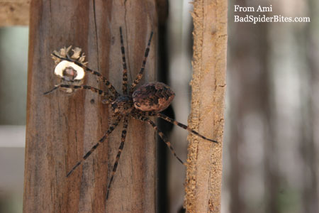 brown and black spider