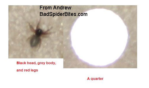 black head gray body spider