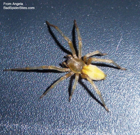 yellow spider