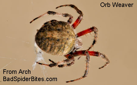 orb weaver