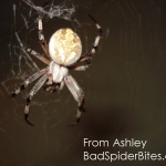 Orb Weaver