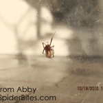 Brown Widow Spider