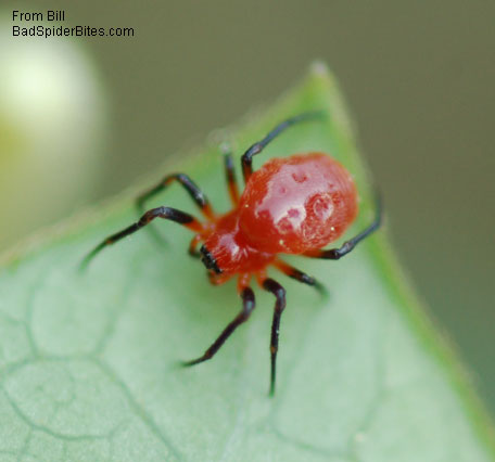 bright red spider