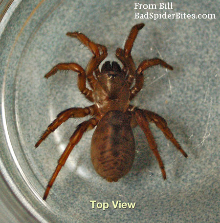 top view of spider