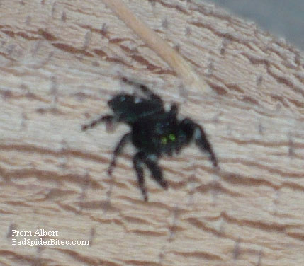 black spider with green eyes