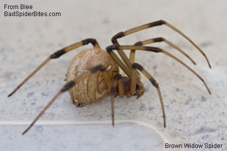 brown widow spider