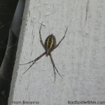 Dark spider with yellow stripes