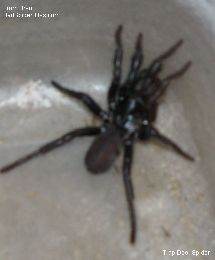 trap door spider